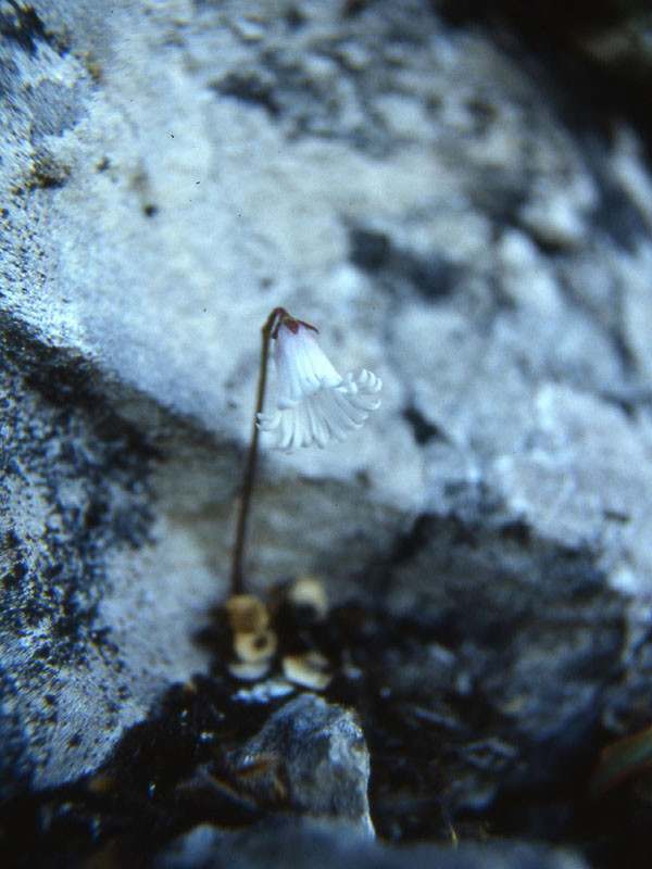 Soldanella alpina e le altre specie di Soldanella